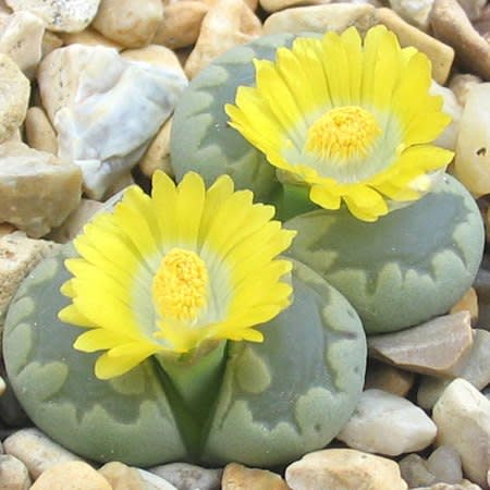 Lithops otzeniana aquamarine - Bokspoortjies, Beeskloutjies; Living Stones, Pebble Plants, Stone Plants - 10 Seed Pack - Image 2