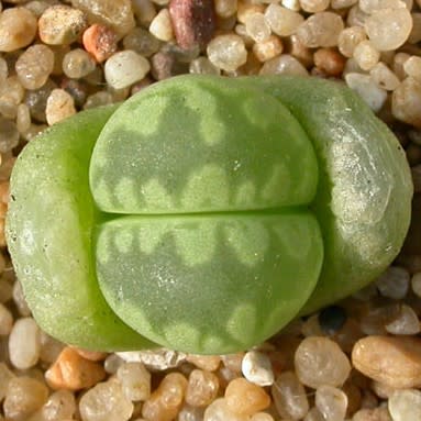 Lithops otzeniana aquamarine - Bokspoortjies, Beeskloutjies; Living Stones, Pebble Plants, Stone Plants - 10 Seed Pack - Image 3