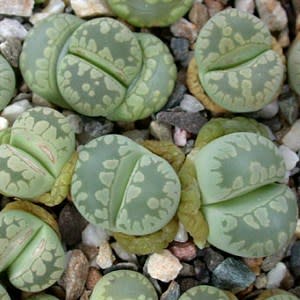 Lithops otzeniana aquamarine - Bokspoortjies, Beeskloutjies; Living Stones, Pebble Plants, Stone Plants - 10 Seed Pack - Image 4