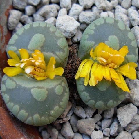 Lithops otzeniana aquamarine - Bokspoortjies, Beeskloutjies; Living Stones, Pebble Plants, Stone Plants - 10 Seed Pack - Image 5