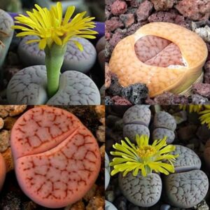 Lithops pseudotruncatella Mixed Forms - Living Stones, Stone Plants, Pebble Plants; Bokspoortjies, Beeskloutjies - 10 Seed Pack