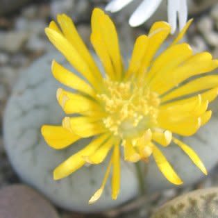 Lithops pseudotruncatella ssp archerae - Beeskloutjies, Bokspoortjies; Stone Plants, Pebble Plants, Living Stones - 10 Seed Pack