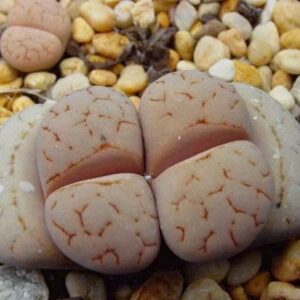 Lithops ruschiorum - Beeskloutjies, Bokspoortjies; Living Stones, Stone Plants, Pebble Plants - 10 Seed Pack