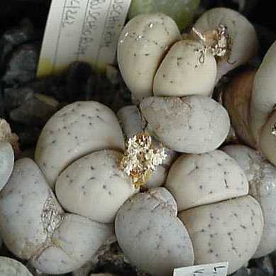 Lithops ruschiorum - Beeskloutjies, Bokspoortjies; Living Stones, Stone Plants, Pebble Plants - 10 Seed Pack - Image 2