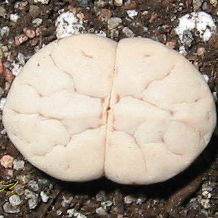 Lithops ruschiorum - Beeskloutjies, Bokspoortjies; Living Stones, Stone Plants, Pebble Plants - 10 Seed Pack - Image 3