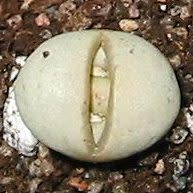 Lithops ruschiorum - Beeskloutjies, Bokspoortjies; Living Stones, Stone Plants, Pebble Plants - 10 Seed Pack - Image 4