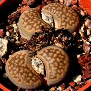 Lithops salicola var reticulata - Living Stones, Pebble Plants, Stone Plants; Beeskloutjies, Bokspoortjies - 10 Seed Pack