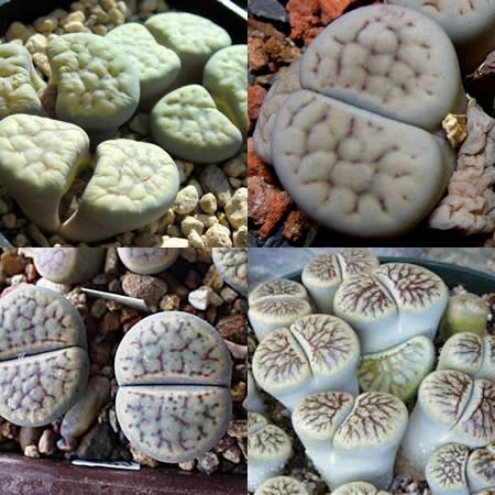 Lithops schwantesii Mixed Forms - Beeskloutjies, Bokspoortjies; Pebble Plants, Living Stones, Stone Plants - 10 Seed Pack - Image 2