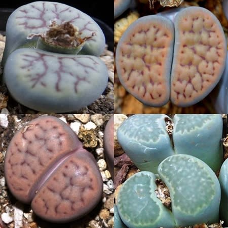 Lithops schwantesii Mixed Forms - Beeskloutjies, Bokspoortjies; Pebble Plants, Living Stones, Stone Plants - 10 Seed Pack - Image 3