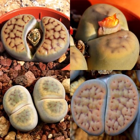 Lithops schwantesii Mixed Forms - Beeskloutjies, Bokspoortjies; Pebble Plants, Living Stones, Stone Plants - 10 Seed Pack - Image 4