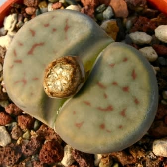 Lithops schwantesii kuibisensis - Bokspoortjies, Beeskloutjies; Stone Plants, Pebble Plants, Living Stones - 10 Seed Pack