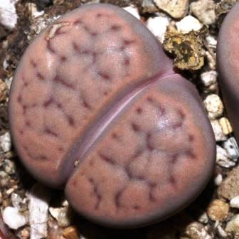 Lithops schwantesii ssp schwantesii var marthae - Bokspoortjies, Beeskloutjies; Living Stones, Pebble Plants, Stone Plants - 10 Seed Pack