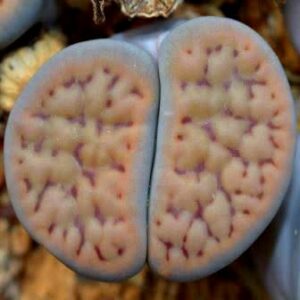 Lithops schwantesii ssp schwantesii - Pebble Plants, Living Stones, Stone Plants; Bokspoortjies, Beeskloutjies - 10 Seed Pack