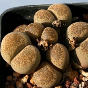 Lithops terricolor Prins Albert Form - Bokspoortjies, Beeskloutjies; Pebble Plants, Living Stones, Stone Plants - 10 Seed Pack