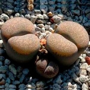 Lithops terricolor ssp terricolor - Pebble Plants, Stone Plants, Living Stones; Beeskloutjies, Bokspoortjies - 10 Seed Pack