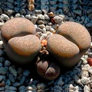 Lithops terricolor ssp terricolor - Pebble Plants, Stone Plants, Living Stones; Beeskloutjies, Bokspoortjies - 10 Seed Pack