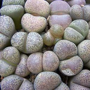 Lithops terricolor - Beeskloutjies, Bokspoortjies; Stone Plants, Pebble Plants, Living Stones - 10 Seed Pack