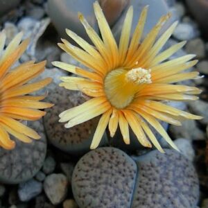 Lithops verruculosa ssp verruculosa - Living Stones, Pebble Plants, Stone Plants; Beeskloutjies, Bokspoortjies - 10 Seed Pack