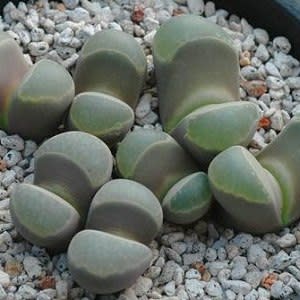 Lithops viridis - Bokspoortjies, Beeskloutjies; Stone Plants, Pebble Plants, Living Stones - 10 Seed Pack