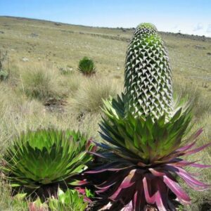 Lobelia deckenii ssp. bequaertii - 5 Seed Pack
