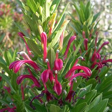 Lobelia polyphylla - Tabaco del diablo , Tupa Seeds - 10 Seed Pack