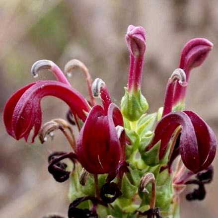 Lobelia polyphylla - Tabaco del diablo , Tupa Seeds - 10 Seed Pack - Image 2