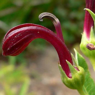 Lobelia polyphylla - Tabaco del diablo , Tupa Seeds - 10 Seed Pack - Image 3