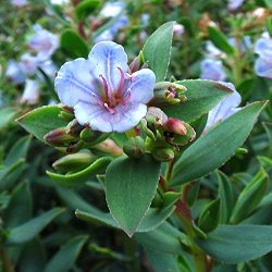 Lobostemon glaucophyllus - Pajama Bush - 10 Seed Pack