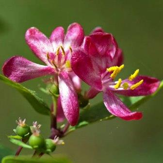 Lonicera tartarica - Tartarian Honeysuckle, Asian Honeysuckle - 10 Seed Pack - Image 2