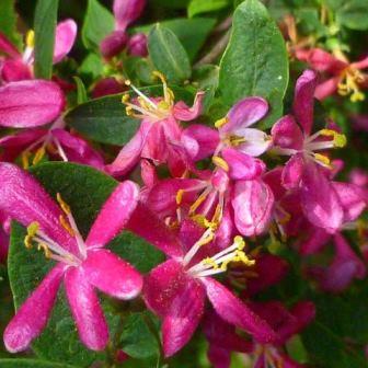 Lonicera tartarica - Tartarian Honeysuckle, Asian Honeysuckle - 10 Seed Pack - Image 3