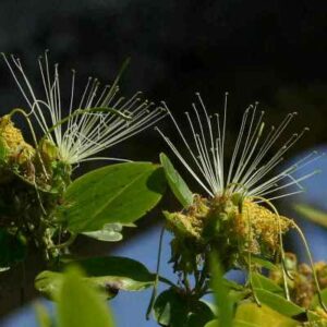 Maerua angolensis - Bead Bean - 5 Seed Pack