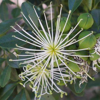 Maerua afra - White-Wood, Witbos - 5 Seed Pack
