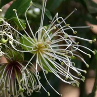 Maerua afra - White-Wood, Witbos - 5 Seed Pack - Image 2