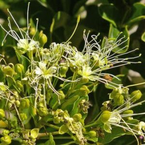 Maerua nervosa - Natal Spider Bush, Natal Bush-cherry; Natal-witbos - 5 Seed Pack