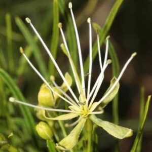 Maerua rosmarinoides - Naaldblaar-witbos, Slangeierbos; Needle-leaved Bush-cherry, Needle-leaved Spider Bush - 5 Seed Pack