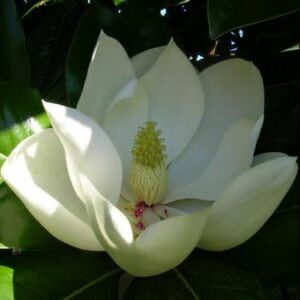 Magnolia grandiflora - Bull Bay, Southern Magnolia - 5 Seed Pack