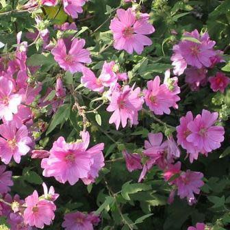 Malva alcea - Greater Musk-Mallow, Cut-Leaved Mallow, Vervain Mallow, Hollyhock Mallow - 5 Seed Pack - Image 2