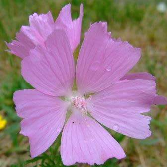 Malva alcea - Greater Musk-Mallow, Cut-Leaved Mallow, Vervain Mallow, Hollyhock Mallow - 5 Seed Pack - Image 3