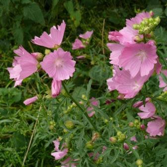 Malva alcea - Greater Musk-Mallow, Cut-Leaved Mallow, Vervain Mallow, Hollyhock Mallow - 5 Seed Pack - Image 4