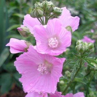 Malva alcea - Greater Musk-Mallow, Cut-Leaved Mallow, Vervain Mallow, Hollyhock Mallow - 5 Seed Pack - Image 5