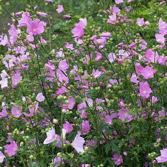 Malva alcea - Greater Musk-Mallow, Cut-Leaved Mallow, Vervain Mallow, Hollyhock Mallow - 5 Seed Pack - Image 6