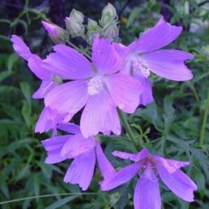 Malva alcea - Greater Musk-Mallow, Cut-Leaved Mallow, Vervain Mallow, Hollyhock Mallow - 5 Seed Pack