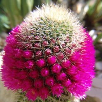 Mammillaria backebergiana - 5 Seed Pack