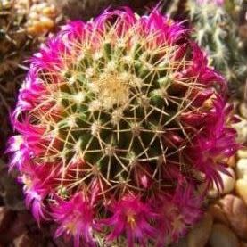 Mammillaria backebergiana - 5 Seed Pack - Image 2