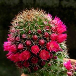 Mammillaria backebergiana - 5 Seed Pack - Image 4