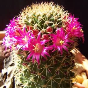 Mammillaria backebergiana - 5 Seed Pack - Image 5