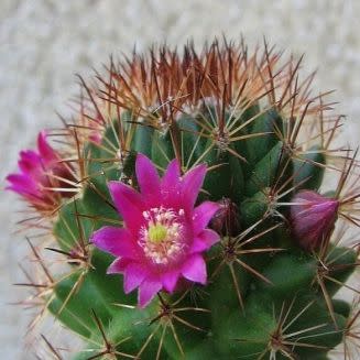 Mammillaria backebergiana - 5 Seed Pack - Image 6