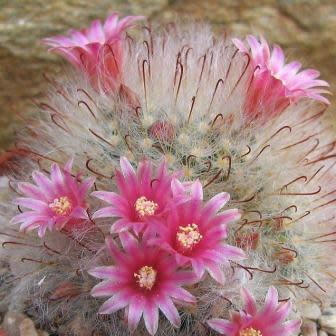 Mammillaria bocasana - Powder Puff Cactus, Snowball Cactus, Fishhooks - 5 Seed Pack - Image 2