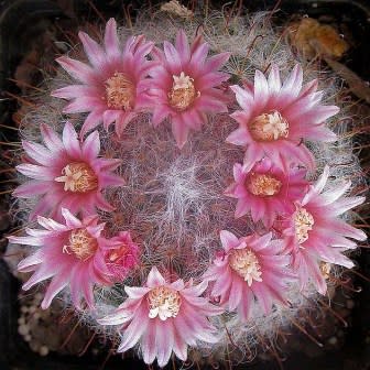 Mammillaria bocasana - Powder Puff Cactus, Snowball Cactus, Fishhooks - 5 Seed Pack