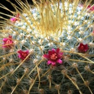 Mammillaria celsiana - Golden Pincushion - 5 Seed Pack